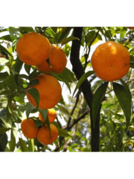 Citrus reticulata 'Keraji' non greffé / Mandarinier japonais