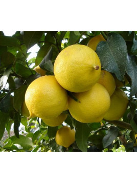 Citrus bergamia calabreze / Citronnier bergamote