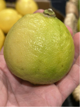 Citrus bergamia calabreze / Citronnier bergamote