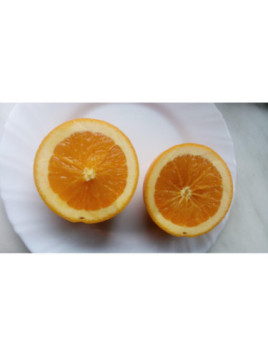 Citrus x sinenis Slava micurina