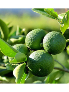 Citrus 'Sudachi' / Citronnier lime Japonais