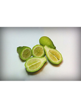 Citrus sydney hybride - citrus virgata