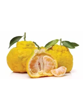 Ugli - Citrus ugli - Tangelo