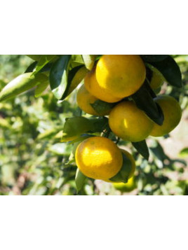 Citrus limon x 'Yuko' / Citronnier Japonais