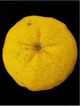 Citrus juno 'Yuzu lion' / Citronnier Japonais