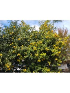 Citrus juno 'Yuzu lion' / Citronnier Japonais