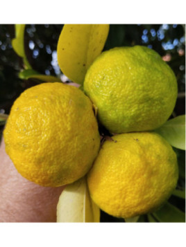 Citrus juno 'Yuzu' ivia / Citronnier Japonais
