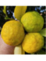 Citrus juno 'Yuzu' ivia / Citronnier Japonais