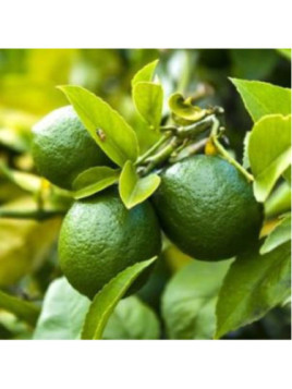 Citrus aurantifolia / Citronnier vert / Citron vert/ Citron galet