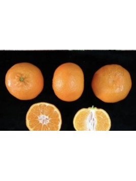 Citrus x clementina 'Clemenules' IGP Corse / Clémentinier