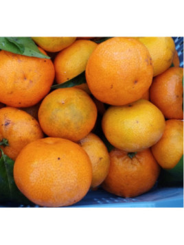 Citrus x clementina 'Clemenules' IGP Corse / Clémentinier