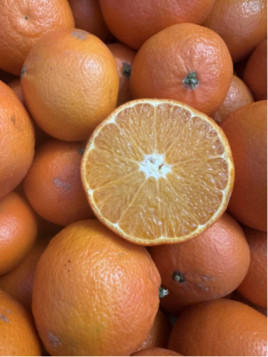 Citrus x clementina 'Loretina' / Clémentinier