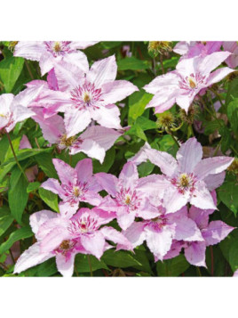 Clematite hagley hybride