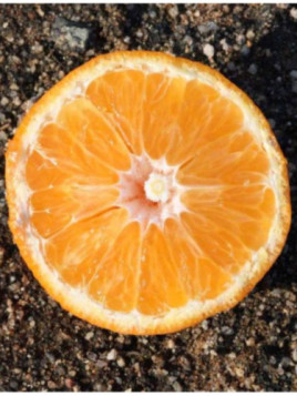 Citrus x clementina 'Arrufatina' /Clémentinier