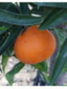 Citrus x clementina 'Arrufatina' /Clémentinier