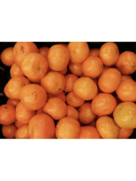 Citrus x clementina 'Clemenules' / Clémentinier