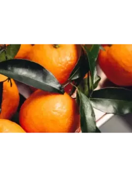 Citrus clementina 'Caffin' / IGP clementine Corse