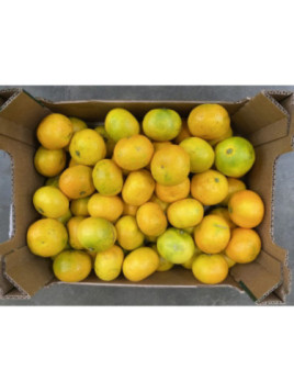 Citrus x clementina 'Oronules' - Clémentine Corse / Clementinier