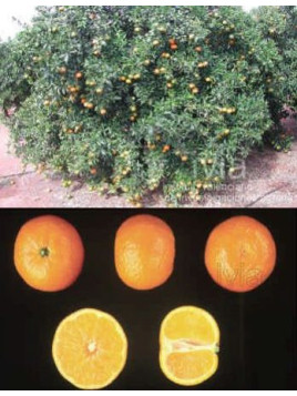 Citrus x clementina 'Oronules' - Clémentine Corse / Clementinier