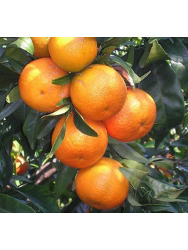 Citrus clementina tomatera IGP Corse / Clémentine