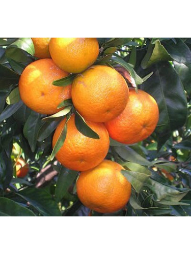 Citrus clementina tomatera IGP Corse / Clémentine