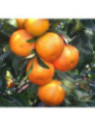 Citrus clementina tomatera IGP Corse / Clémentine
