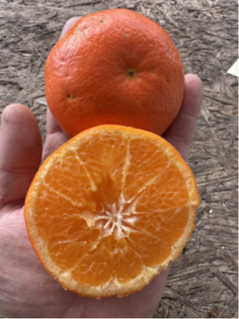 Citrus clementina x tangelo 'Nova'  Clémentinier