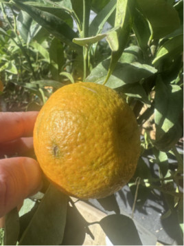 Citrus clementina x tangelo 'Nova'  Clémentinier