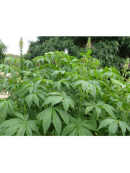 Cleome arborescente 'Anomala'