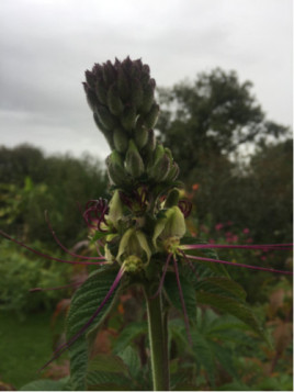 Cleome arborescente 'Anomala'