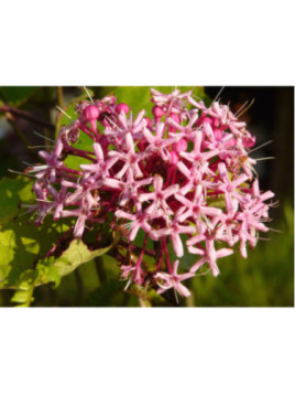 Clerodendron 'Bungei'