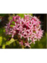 Clerodendron 'Bungei'