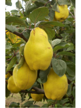 Cydonia oblonga 'Gros du Portugal' / Cognassier