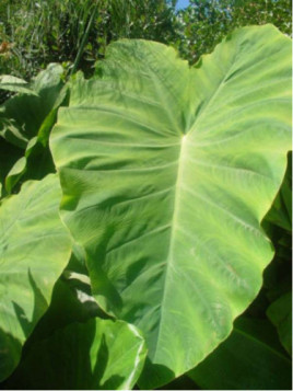 Colocasia esculenta - Taro (oreilles d'éléphant)