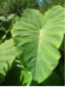 Colocasia esculenta - Taro (oreilles d'éléphant)