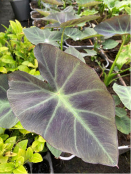 Colocasia coal miner