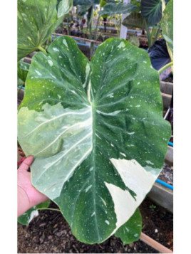 colocasia el paio , milkyway