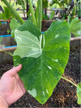colocasia el paio , milkyway