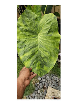 Colocasia morning dew