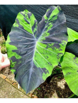 Colocasia anubis