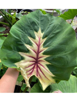Colocasia aurora princess