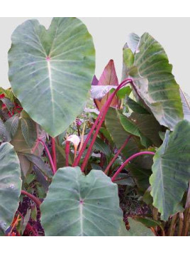 Colocasia esculenta 'Pink china' / Taro / Oreille d'éléphant