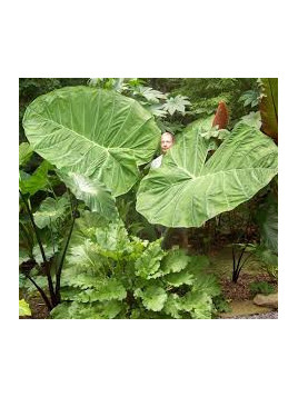 Colocasia 'Gigantea Thailand Giant' (Leucocasia)