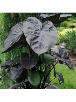 COLOCASIA esculenta Kona Koffee