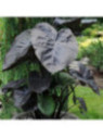 COLOCASIA esculenta Kona Koffee