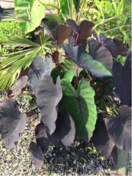 Colocasia 'Madeira' - Taro / Oreille d'éléphant