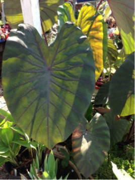 Colocasia 'Madeira' - Taro / Oreille d'éléphant