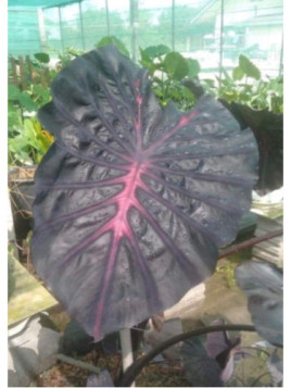 Colocasia purple star