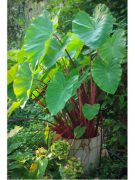 Colocasia esculenta 'Sangria'