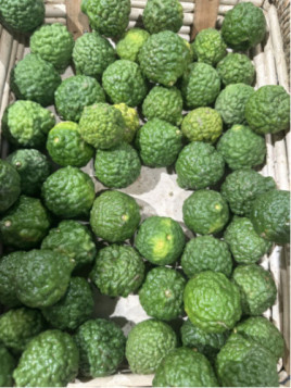 Citrus hystrix / Combava / conbawa